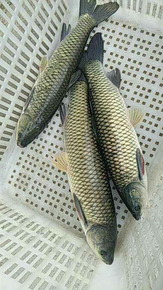 草魚苗 烏鯇魚 青魚苗