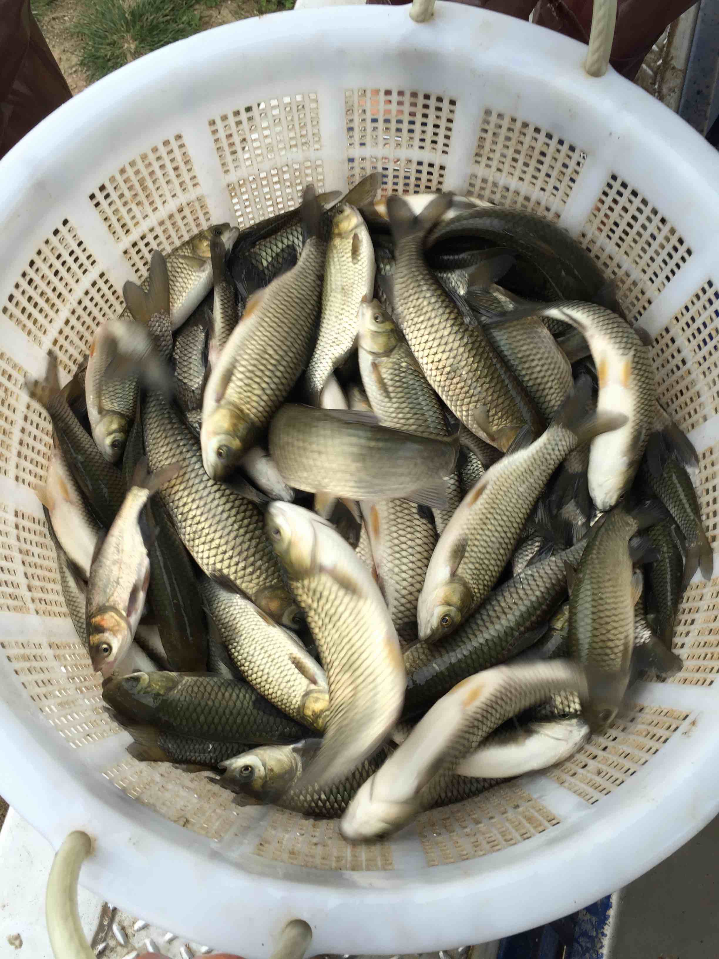 雜交生魚苗 季花魚  桂花魚苗