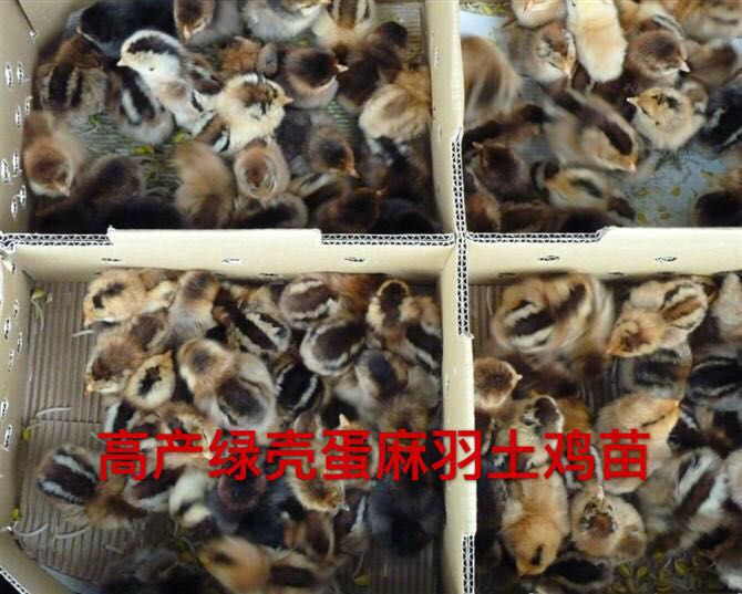 咸寧武漢黃石仙桃黃岡養(yǎng)五黑一綠雞苗綠殼蛋雞苗就選湖北優(yōu)源家禽育種公司