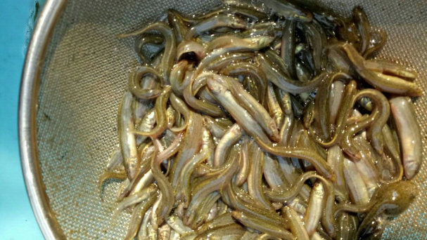 臺(tái)灣泥鰍魚苗直銷臺(tái)灣泥鰍魚苗供應(yīng)商直銷臺(tái)灣泥鰍臺(tái)灣泥鰍價(jià)格 臺(tái)灣泥鰍哪家好