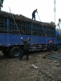 供應(yīng)2-18公分旱柳河北旱柳旱柳基地