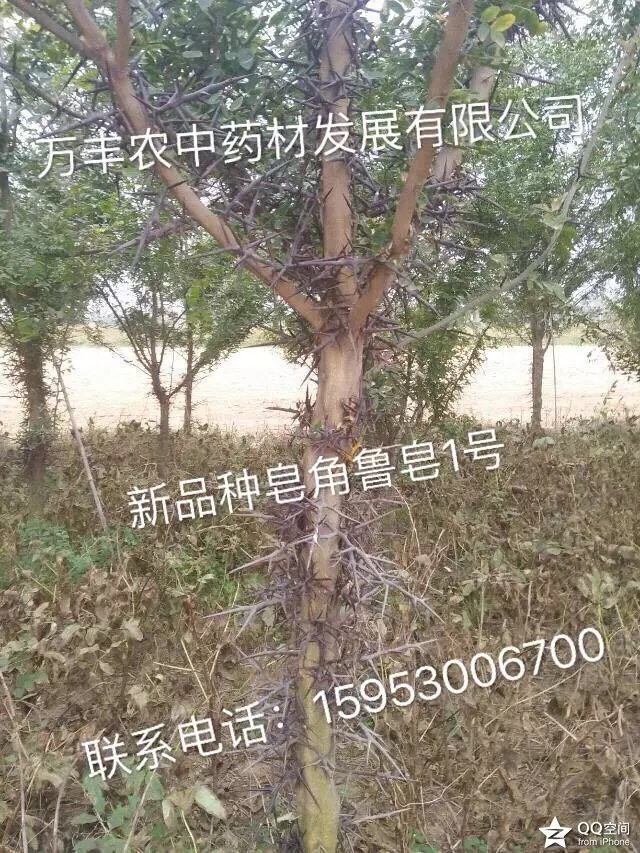 皂角樹  魯皂一號