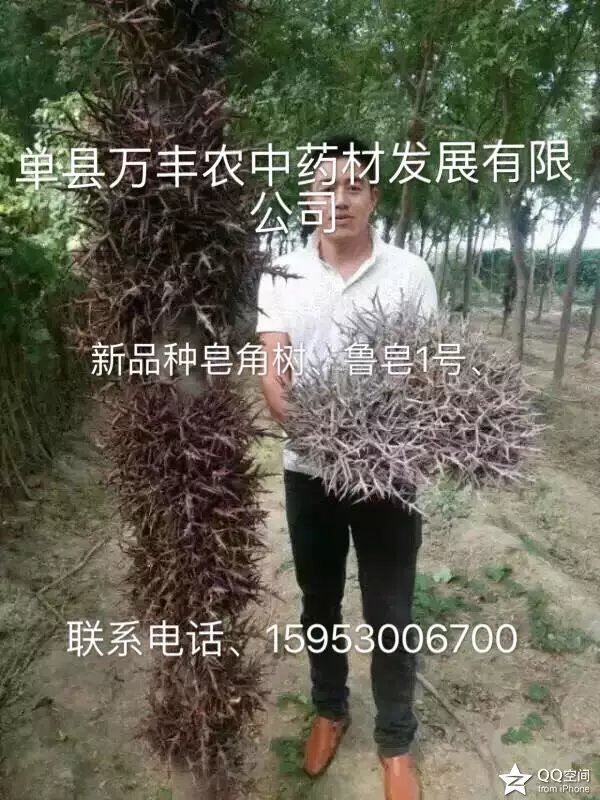 皂角樹  魯皂一號