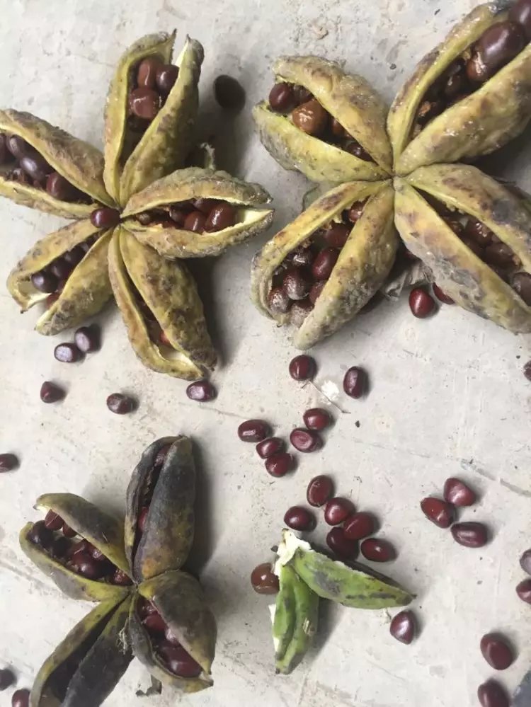 赤芍種子 *