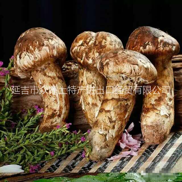 香格里拉鮮松茸一二級貨