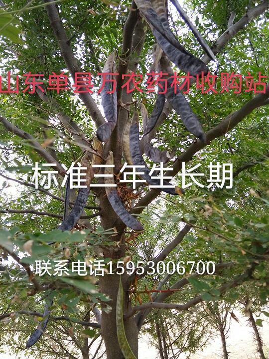 皂角樹  魯皂一號