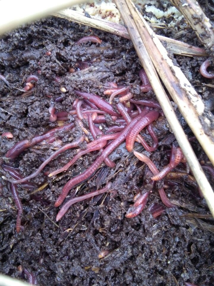 富川蚯蚓養(yǎng)殖批發(fā)   富川蚯蚓養(yǎng)殖
