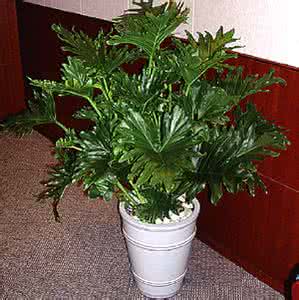 合肥花卉租賃價(jià)格 合肥花卉租賃廠家，價(jià)格