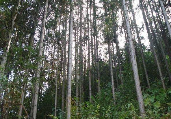 順昌縣杉木種植   杉木供應