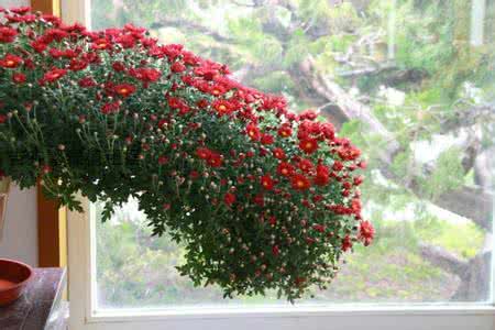 合肥花卉租賃設(shè)計 合肥花卉租賃設(shè)計，廠家，價格