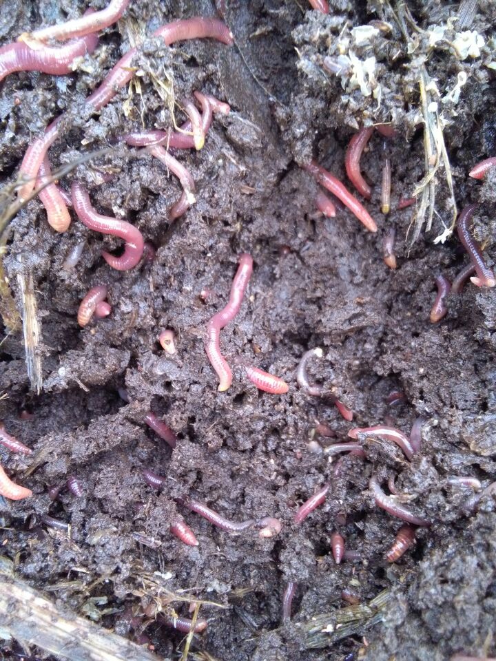 蚯蚓批發(fā)基地蚯蚓、蚯蚓批發(fā)、蚯蚓價(jià)格 蚯蚓批發(fā)基地蚯蚓批發(fā)基地 邵東蚯蚓批發(fā)基地