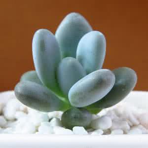 合肥花卉租賃設(shè)計 合肥花卉租賃設(shè)計，廠家，價格