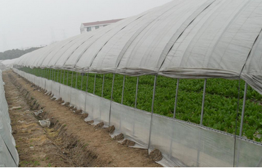 黃瓜種植銷售   各種蔬菜銷售批發(fā)