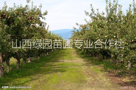 山西蘋(píng)果樹(shù)哪里便宜，山西蘋(píng)果樹(shù)種植基地，山西蘋(píng)果樹(shù)的價(jià)格