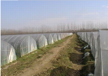 河北廠家種植辣椒   各種蔬菜種植銷售