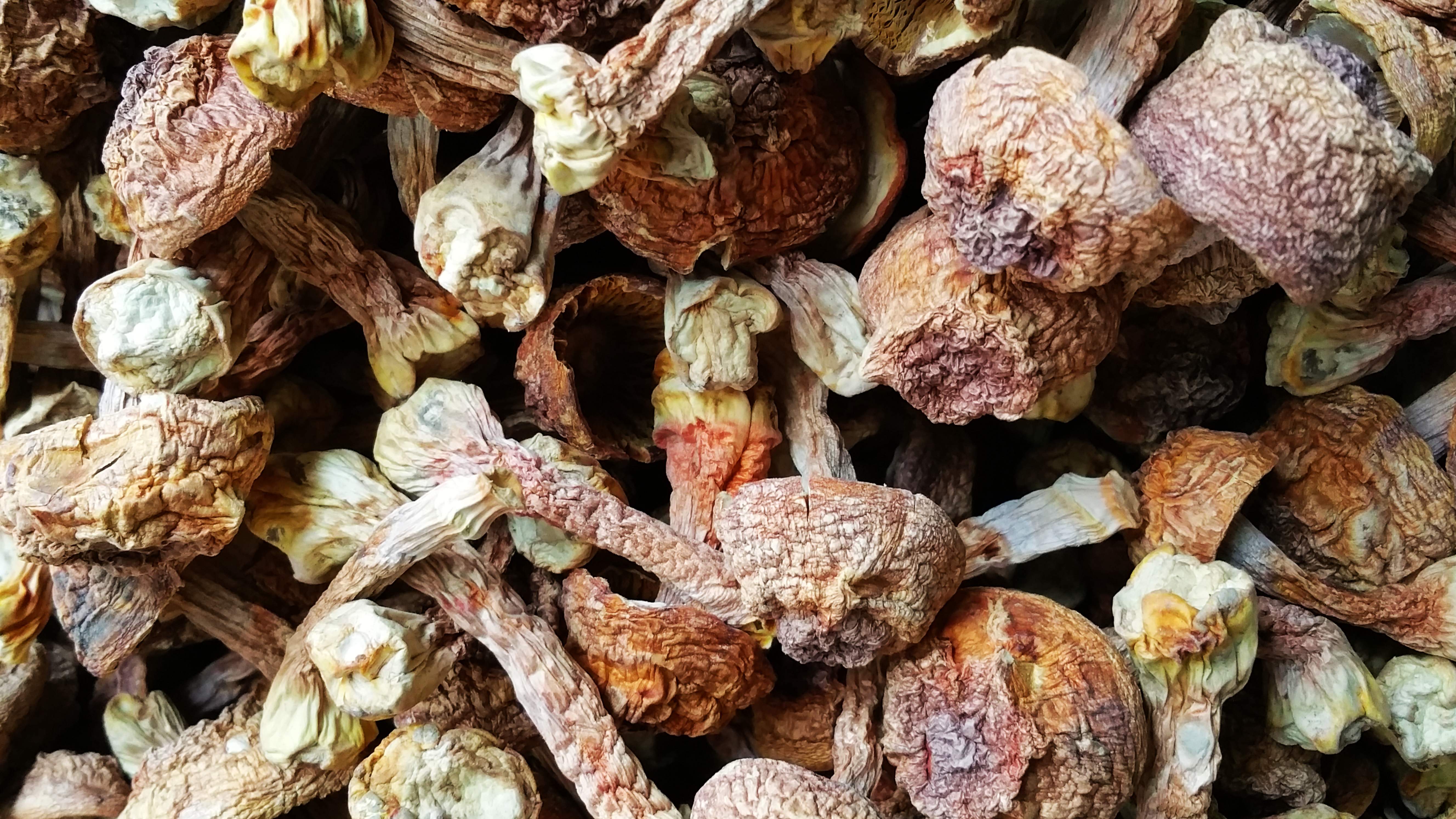 *菌火鍋底料廠家直銷|*菌湯火鍋底料配方|成都*菌湯配料