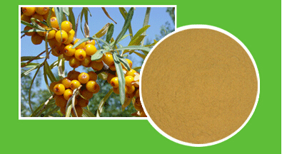 沙棘純果粉 * 蛋白質(zhì)含量高