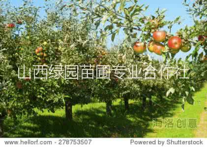 哪里有6公分蘋(píng)果樹(shù) 8公分蘋(píng)果樹(shù)多少錢 山西蘋(píng)果樹(shù) 蘋(píng)果樹(shù)種植園