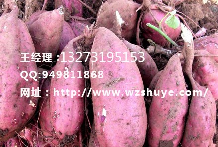 河北龍薯9號紅薯品種 河北龍薯9號批發(fā)