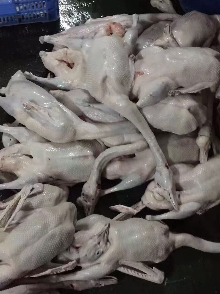 廣州乳豬批發(fā)廣州乳豬批發(fā)