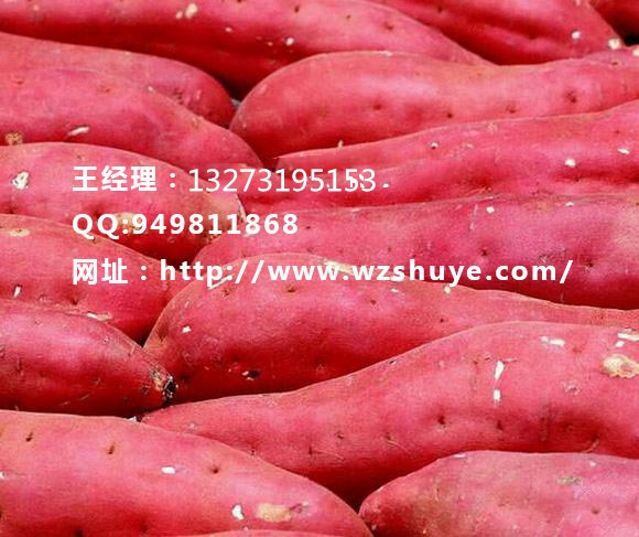 河北龍薯9號紅薯品種 河北龍薯9號批發(fā)