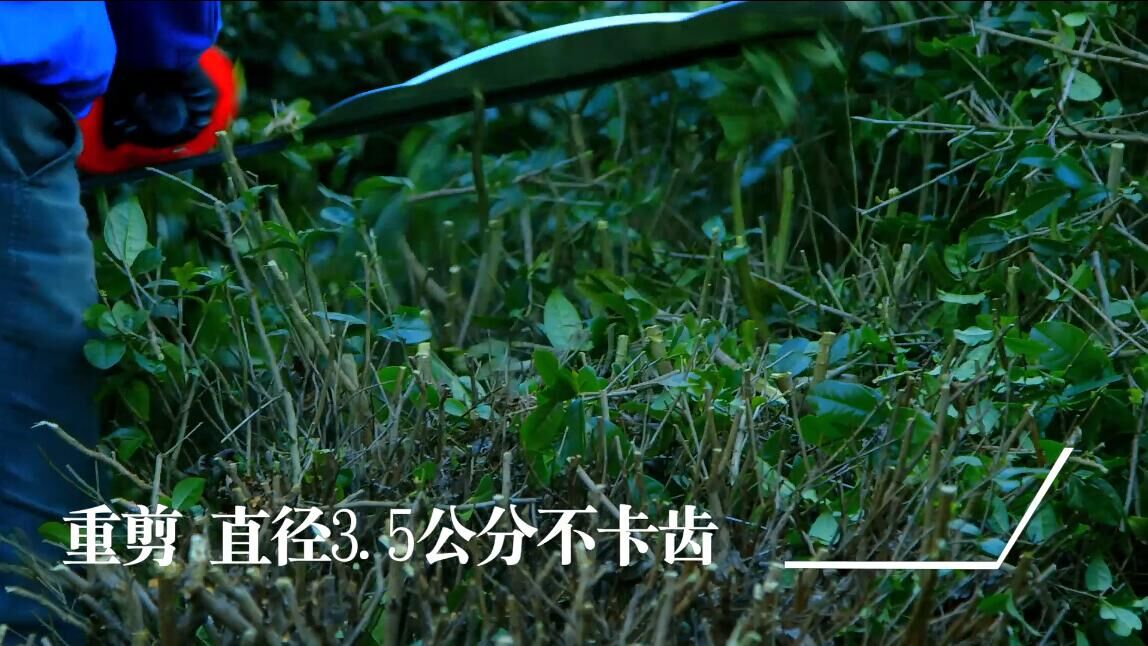 恩加 30V高枝綠籬機(jī) 鋰電寬帶綠籬機(jī) 鋰電工具 鋰電高枝綠籬機(jī)