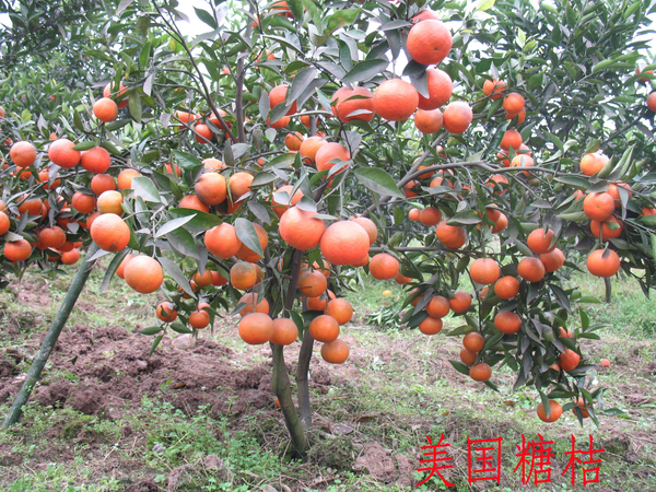 美國糖桔 糖桔苗供應(yīng) 哪里有糖桔苗賣