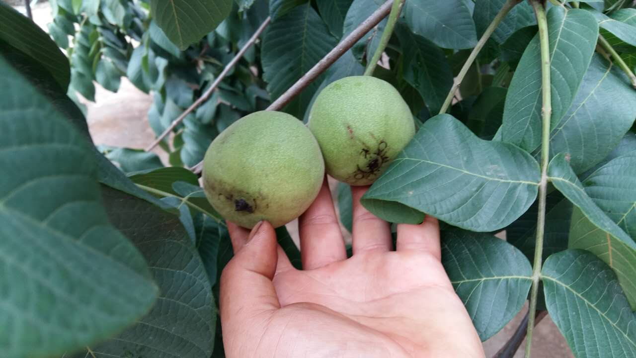 麒麟紋官帽青皮火熱進(jìn)行中