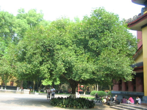 銀桂樹 銀桂樹供應(yīng) 銀桂樹價(jià)格