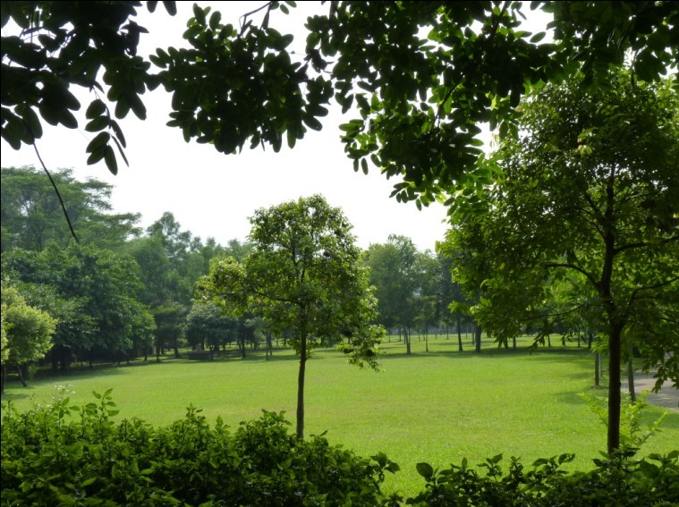 遼寧草坪基地 遼寧優(yōu)質(zhì)草坪 遼寧草坪價格