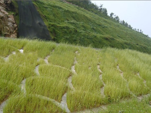 遼寧草坪 遼寧優(yōu)質(zhì)草坪 遼寧草坪價格