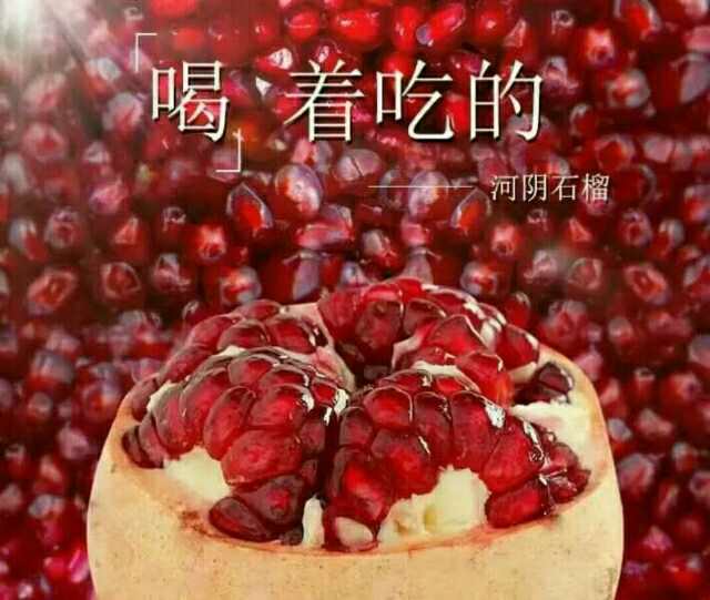 河陰軟籽石榴價(jià)格 哪里有河陰軟籽石榴 石榴供應(yīng)