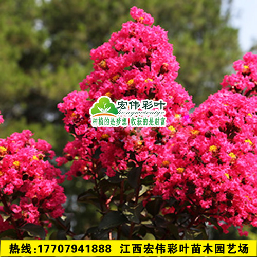 *紅葉紅花紫薇美國紅葉紫薇苗天鵝絨紫薇 美國三紅紫薇 包成活 紅葉紅花紫薇  美國天鵝絨紫薇