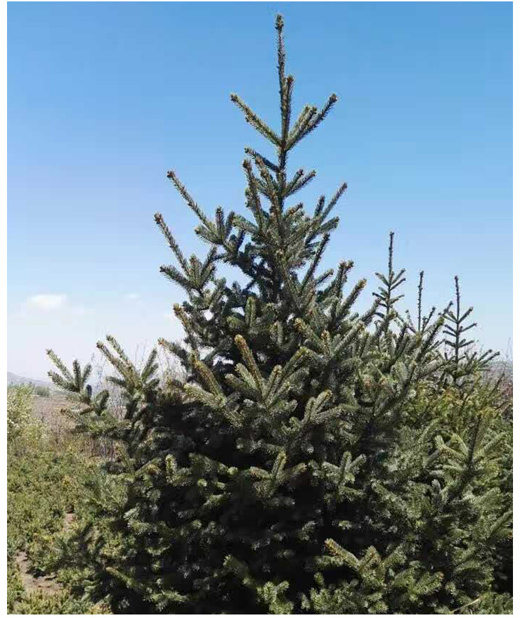 甘肅云杉，、西北云杉、云杉大量出售 甘肅云杉、西北云杉、云杉大量批發(fā)