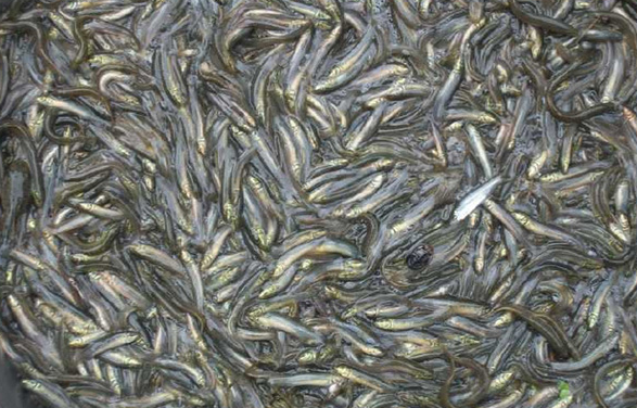 高安市泥鰍營(yíng)養(yǎng)價(jià)值  泥鰍養(yǎng)殖銷(xiāo)售