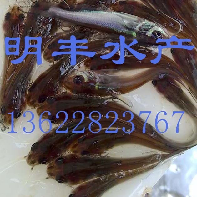 鮰魚苗