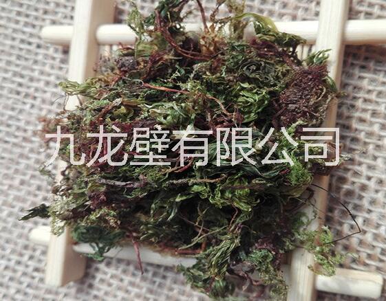 回心草批發(fā)價格產(chǎn)地直銷