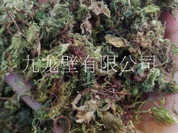 回心草批發(fā)價格產(chǎn)地直銷
