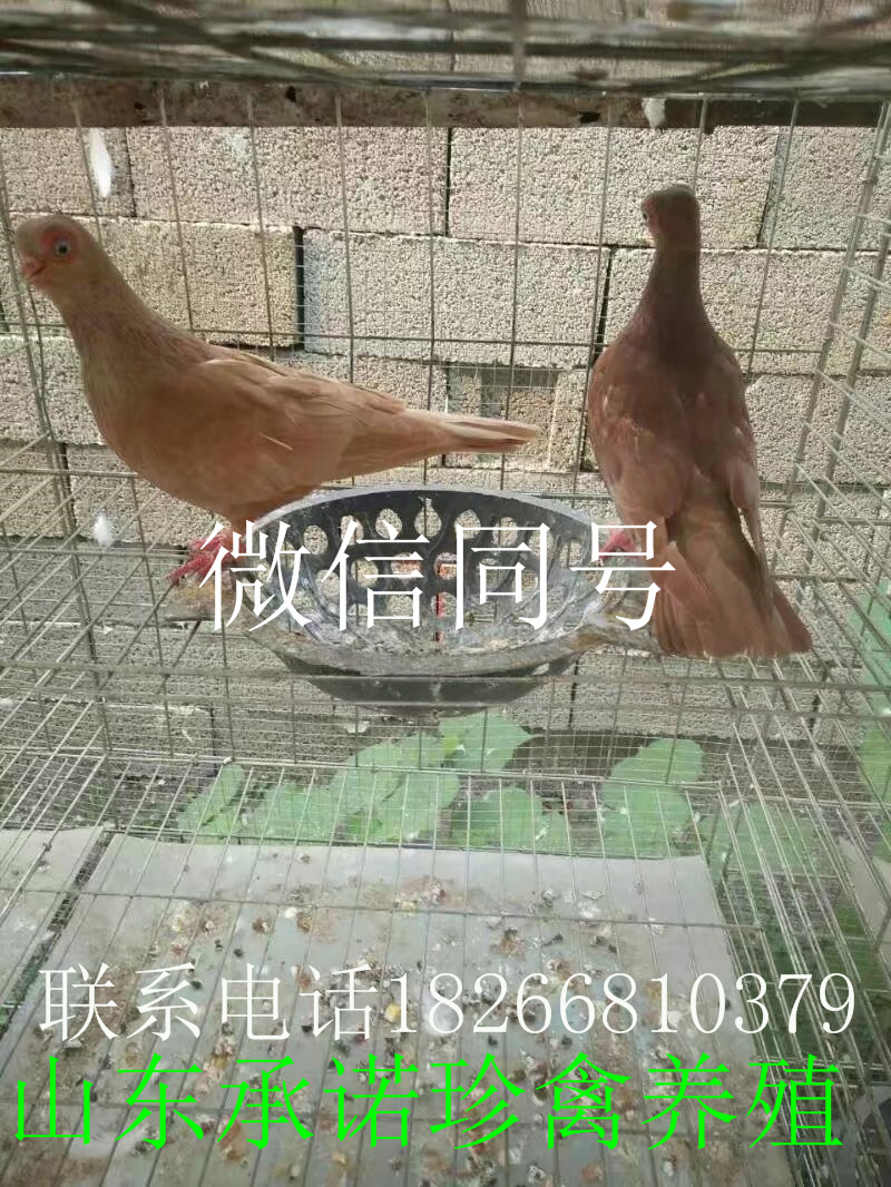 白元寶鴿的價格 山東白元寶鴿的價格 山東白元寶鴿養(yǎng)殖 觀賞鴿養(yǎng)殖技術