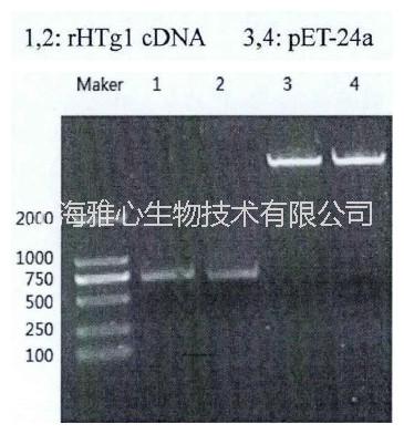 重組豬胰蛋白酶的HPLC純化