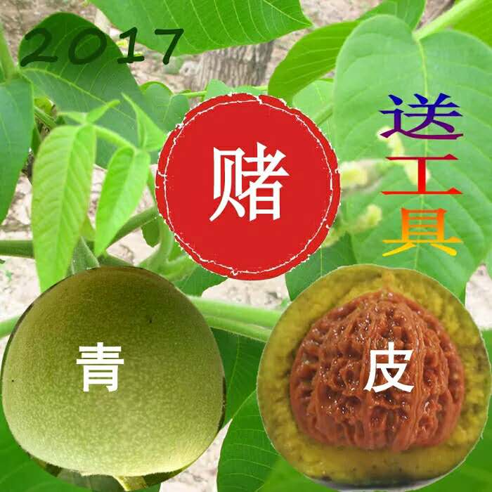 2017 2017青皮文玩核桃，麻核桃批發(fā)