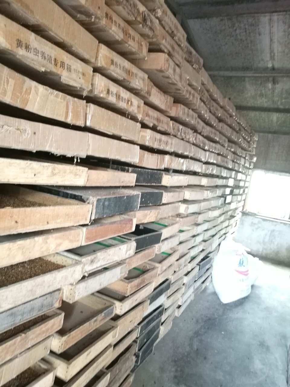 壽陽(yáng)縣黃粉蟲(chóng)銷售   黃粉蟲(chóng)養(yǎng)殖供應(yīng)