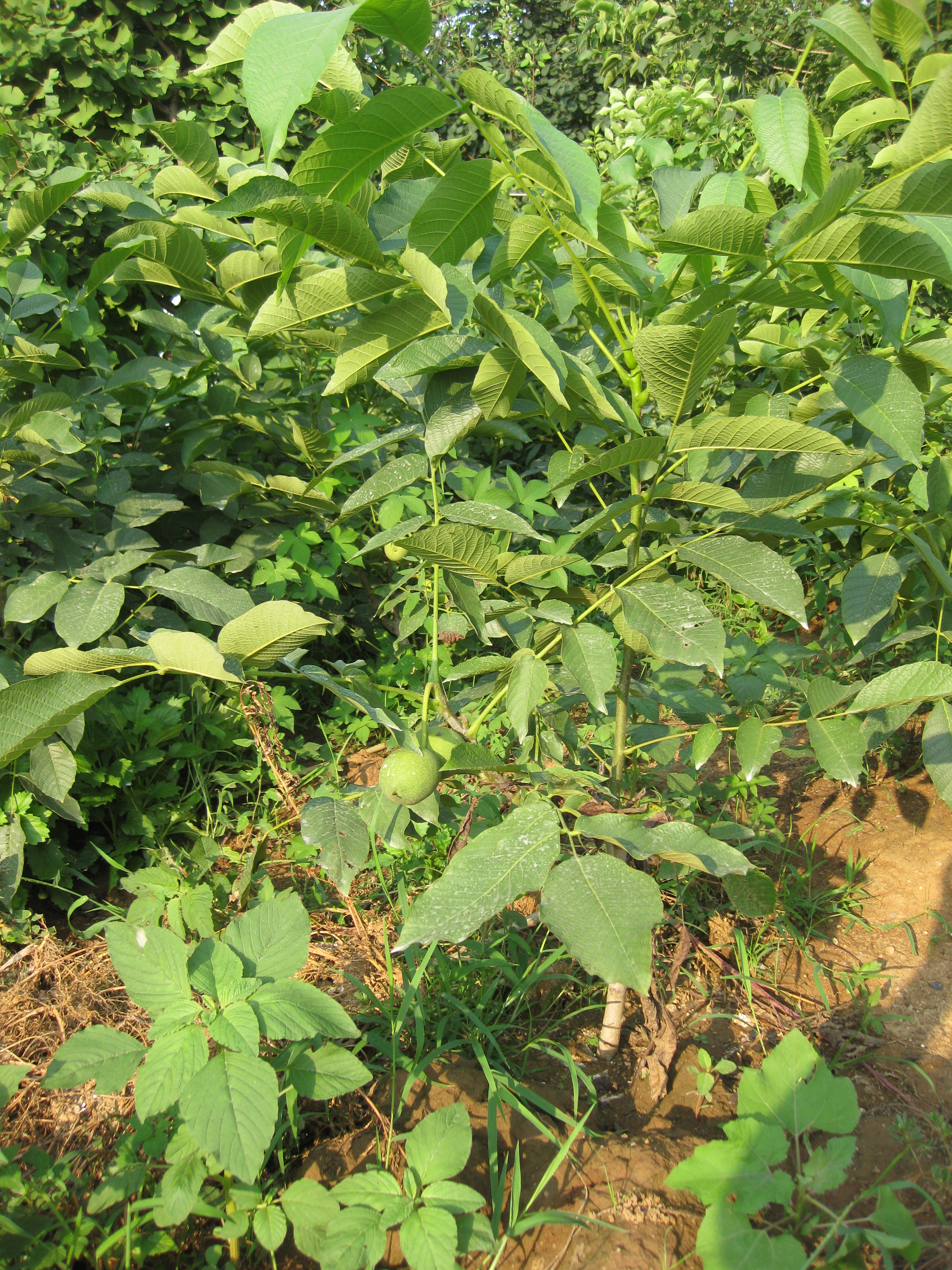 核桃樹苗  核桃苗價(jià)格 8518核桃苗  8518香玲 核桃苗