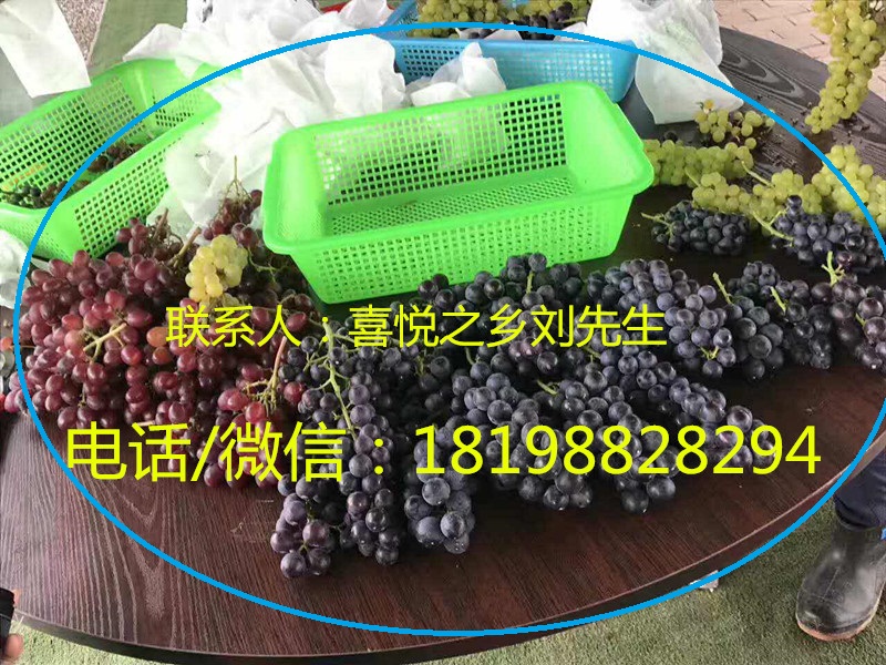 東莞石龍農(nóng)家樂 親子游 戶外拓展 慶祝90周年建軍鄉(xiāng)村游推薦 愛國鄉(xiāng)村游