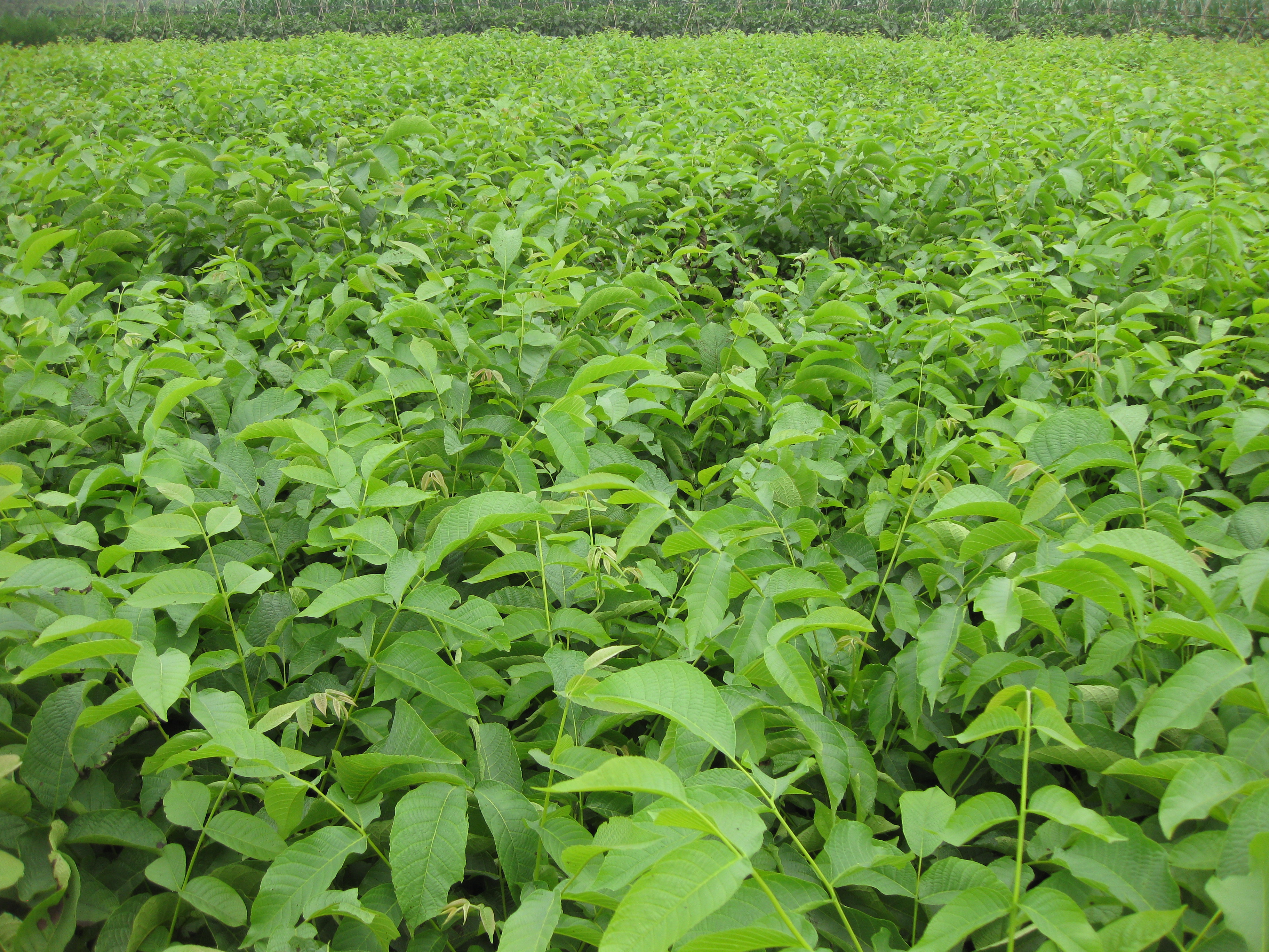 核桃樹苗  核桃苗價(jià)格 8518核桃苗  8518香玲 核桃苗