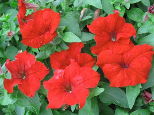 矮牽牛，優(yōu)質矮牽牛基地直銷價格批發(fā)，牽牛種子