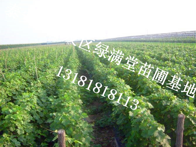 葡萄苗介紹- 陽(yáng)光玫瑰葡萄苗批發(fā)-百度知道