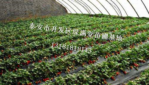 草莓苗批發(fā)直銷