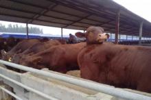 山西西門塔爾牛 西門塔爾牛銷售 西門塔爾牛養(yǎng)殖地