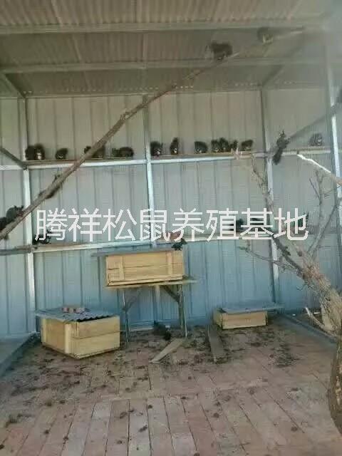 魔王*飼養(yǎng)*好養(yǎng)嗎哪里有賣*的